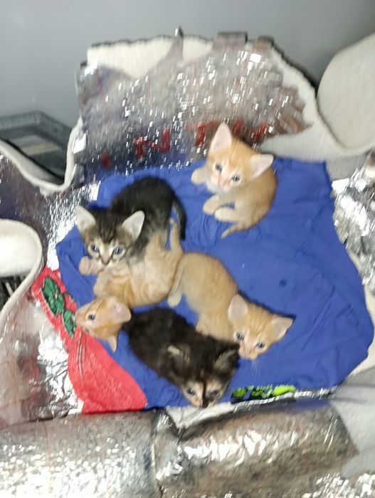 Котята в добрые руки