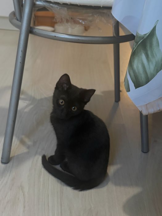 Бесплатно отдаю котенка