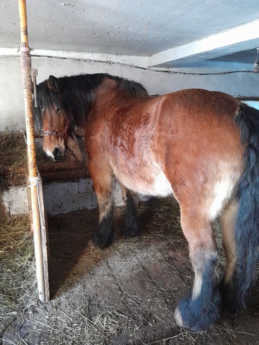 De vânzare una la alegere