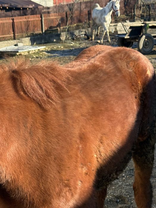 Vand carlana cuminte in varsta de 9 luni nu musca nu bate detali priva
