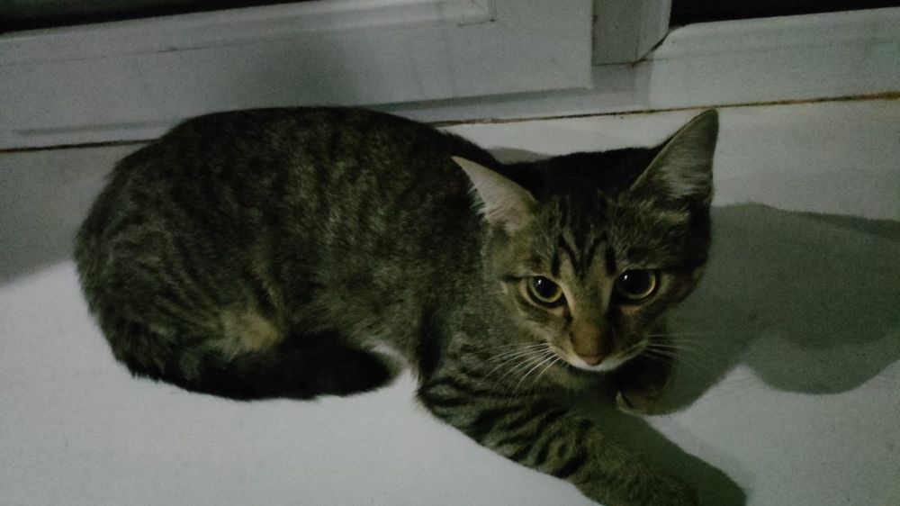 Отдам в хорошие руки