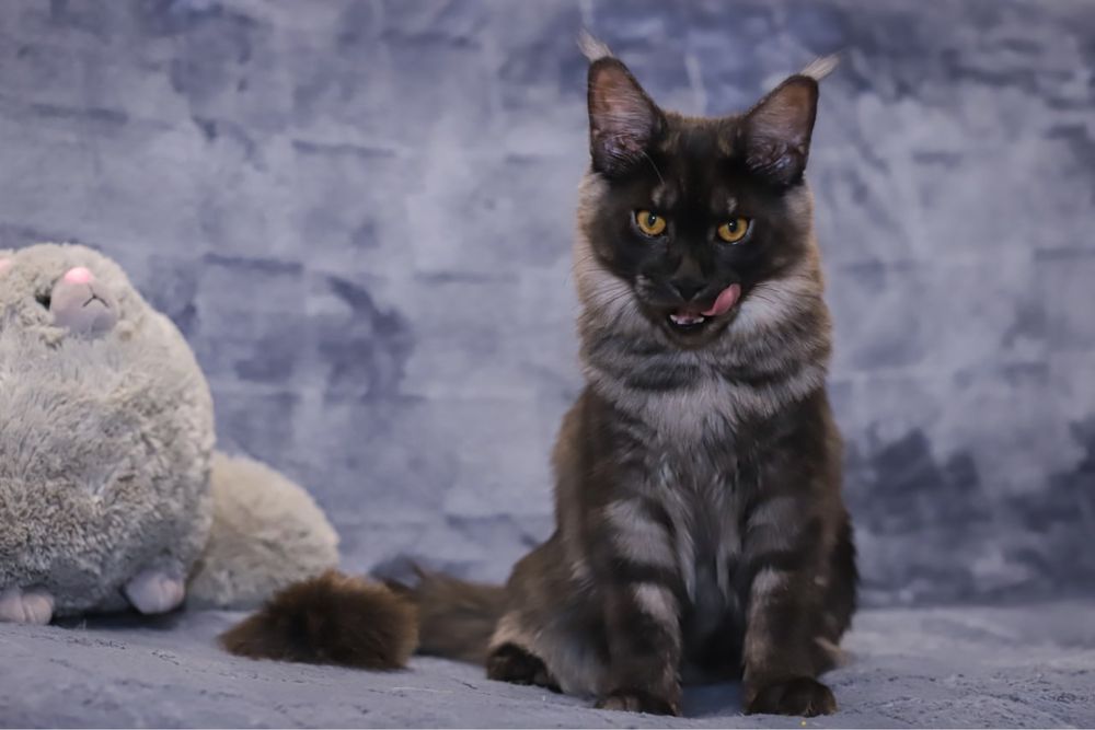 Кошка породы Мейн кун классик