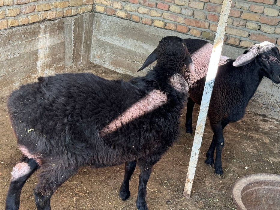 Qo'chqorlar sotiladi