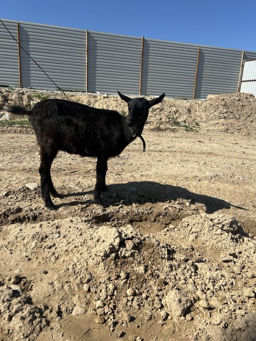 Сүтті Ешкі Сатылады