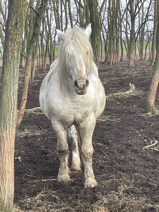 Vând schimb  Caii,Armăsari
