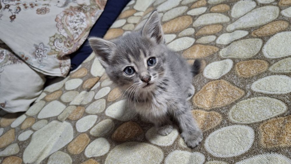Отдам котенка  в добрые руки
