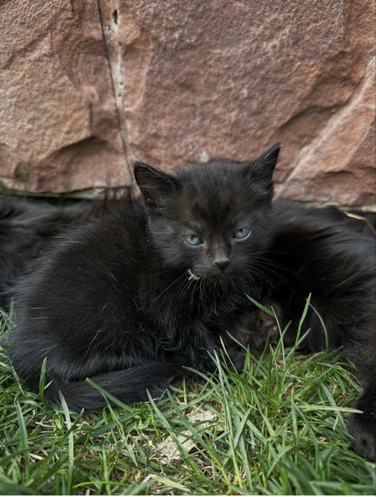 Котята ищут свой дом!