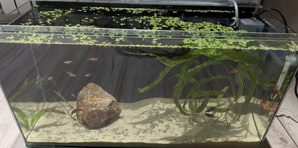 Аквариум живыми рыбками