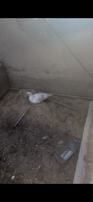 Индаутка ургашы сатылады