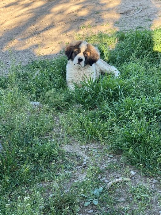 щенок сенбернара