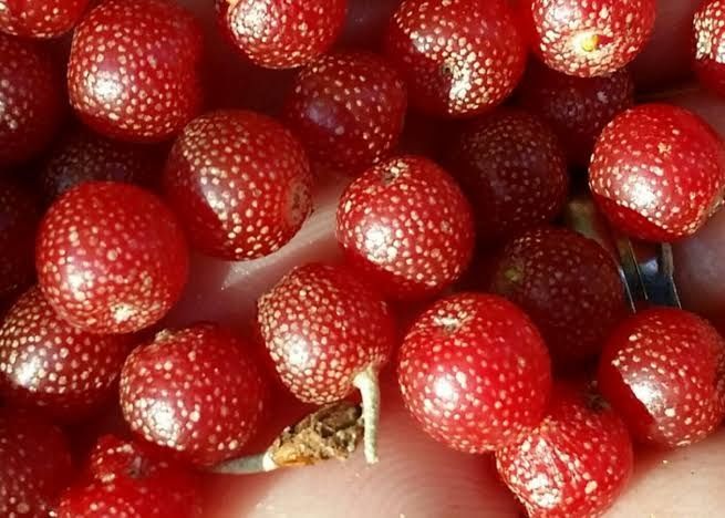 Есенна маслина (Елегнус)