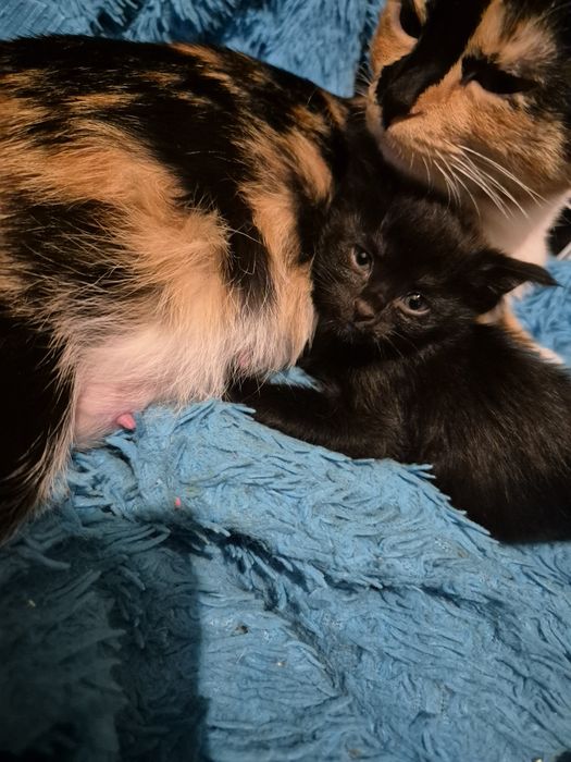 Отдам в добрые руки