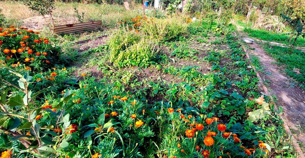 Продам дачу, район Телецентра СО "Кристалл"