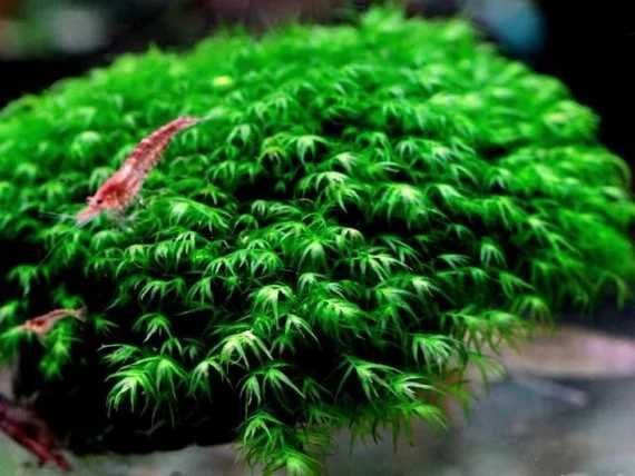 Moss Fissidens Fontanus sau Riccardia Chamedryfolia 8x8 cm