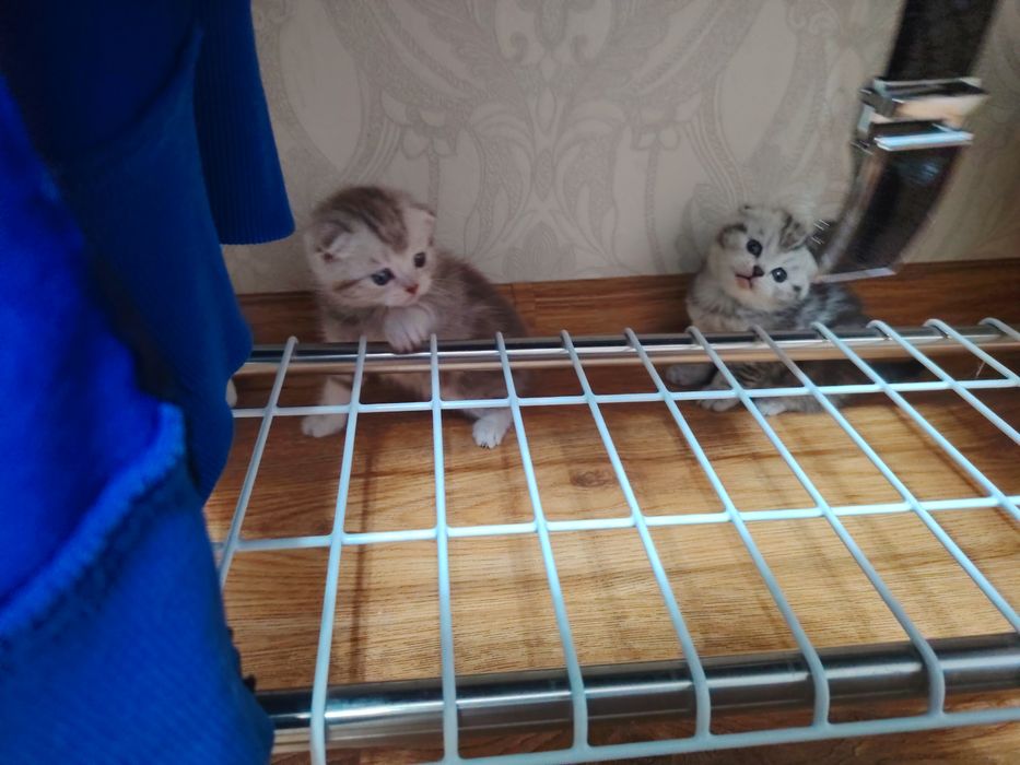 Продам милые котята