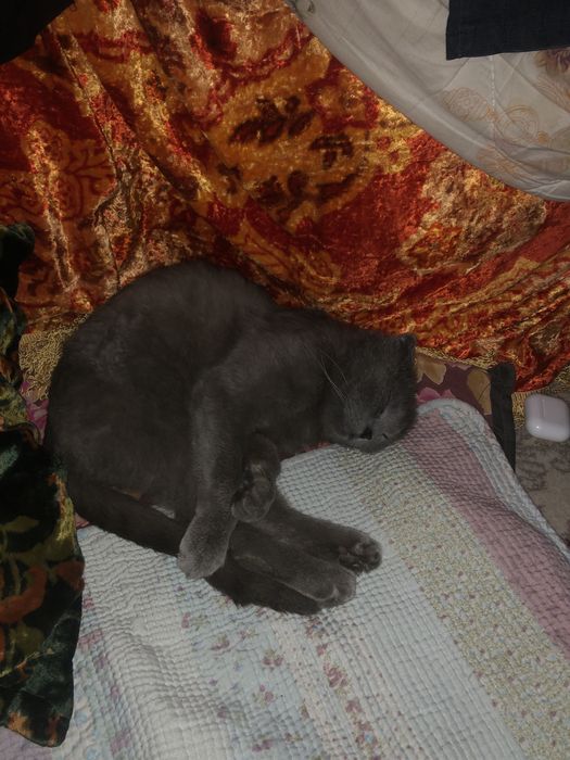 Mushuk sotiladi srochno oladiganla tel qisin