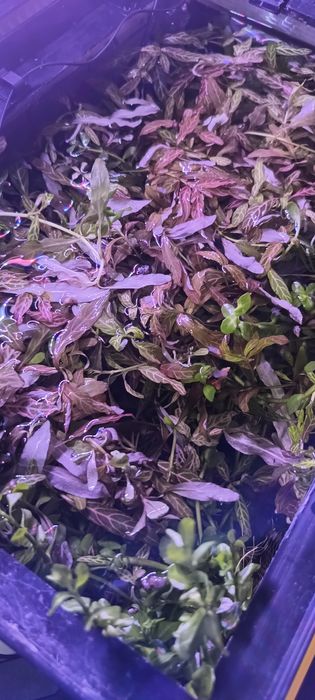 Plante acvariu și accesorii pentru acvariu