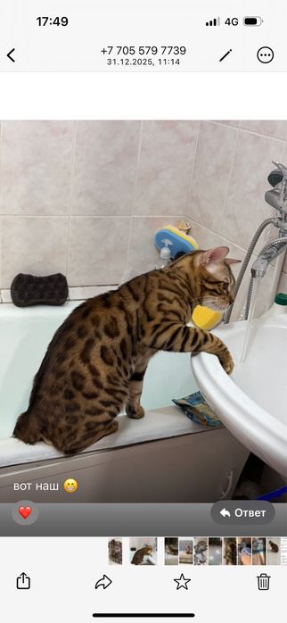 Продам котят резерв бенгал