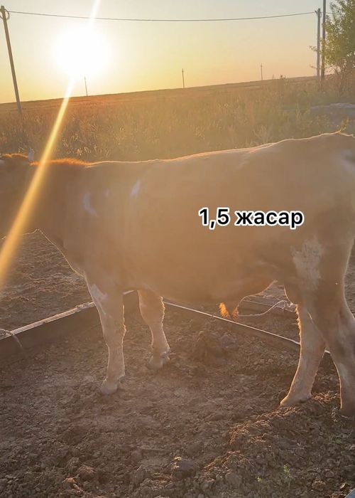 1,5 - 2 жасар бұқалар 550мың