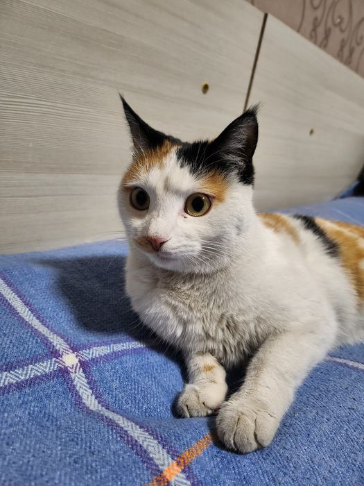 Отдам в хорошие руки