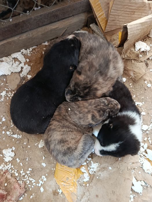 Алабай күшік сатылады