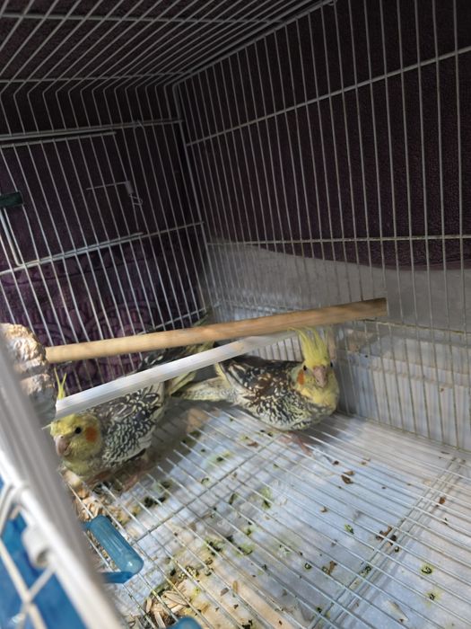 Попугаи корелла 2