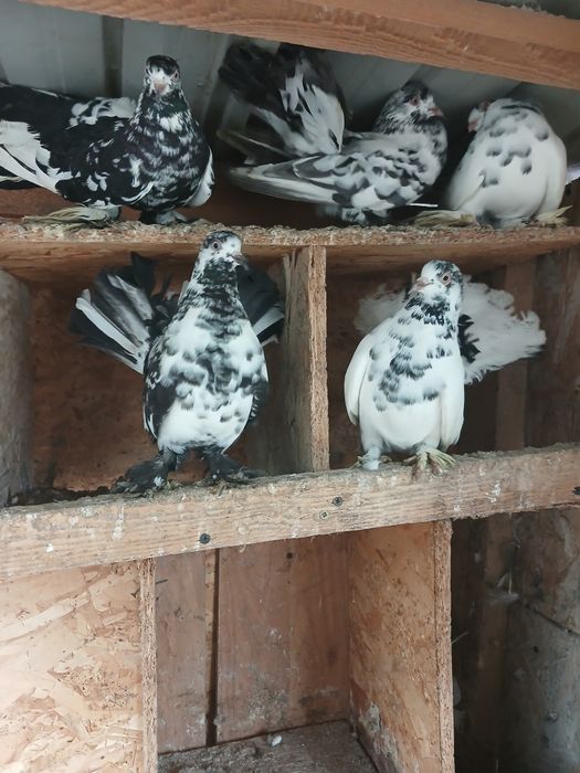 Roleri din primăvară