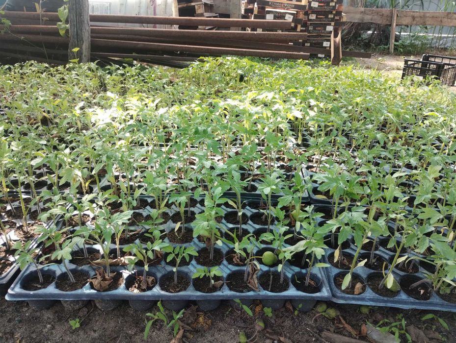 Vând răsad de tomate "Dyno și Seringheti", 1 leu firul