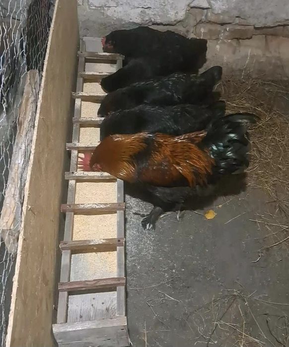 Gaini Marans familie