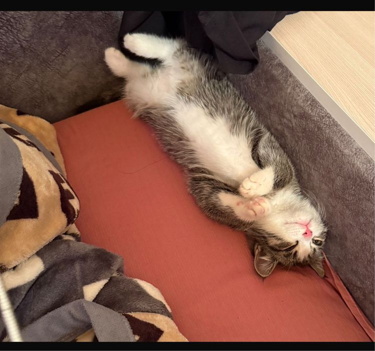 Отдам бесплатно.