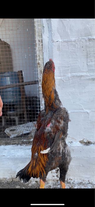 дакан шоже 8 айлык