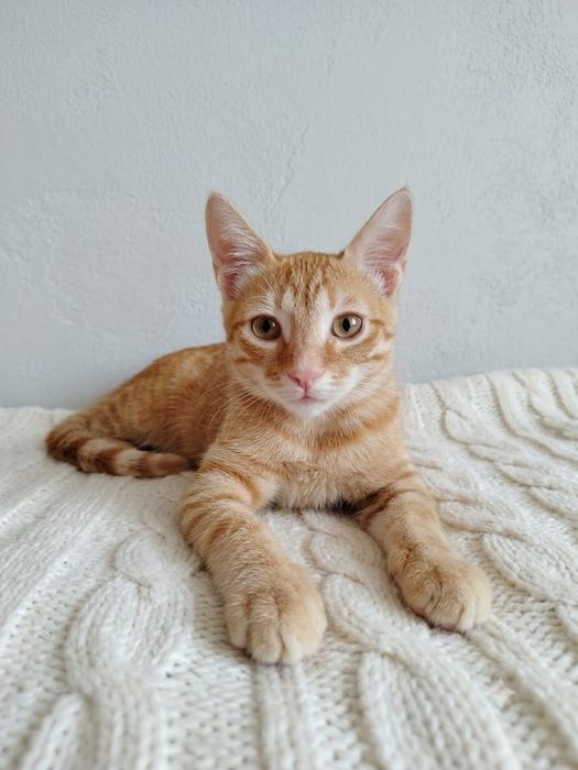 Отдам в добрые руки котенка