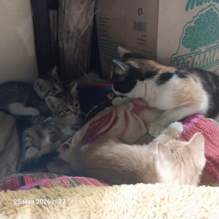 Отдам котят в добрые руки