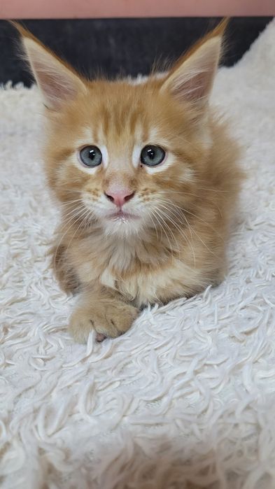 Продам котят Мейн Кун.