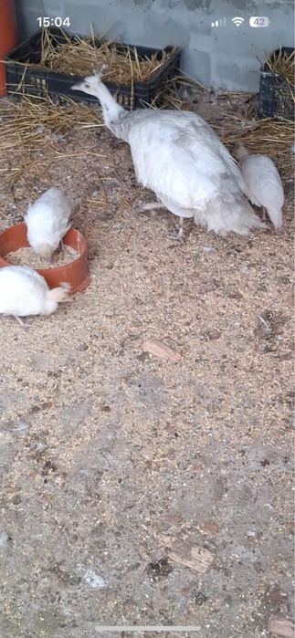 Pauni  varietati multiple