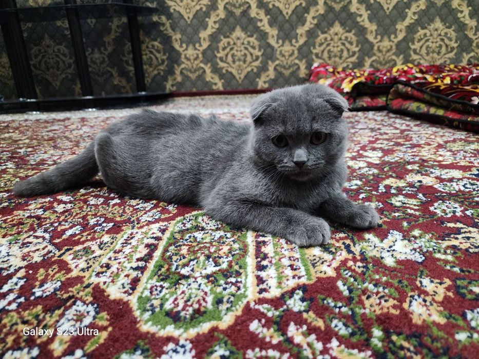 Шикарный шотландский вислоухий котенок (Скоттиш-фолд), 4 месяца
