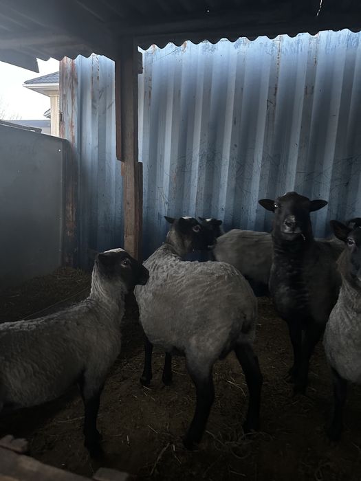 Продам Романовских Овец