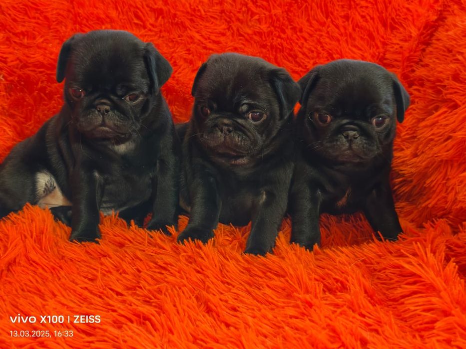 Очаровательные щенки мопса.