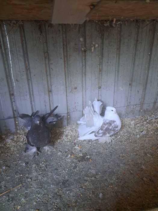 Vand porumbei indieni, rotati,gusati