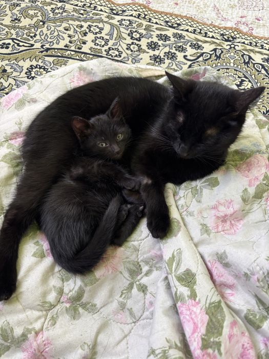 Котенок (марғау)