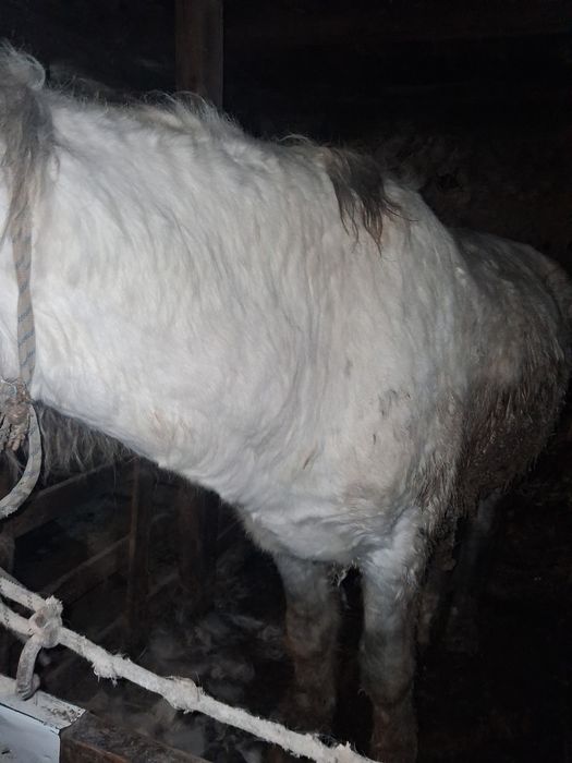 Продаётся жеребец