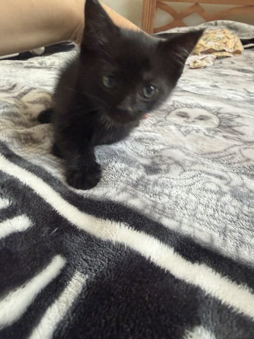 Кошечка бесплатно