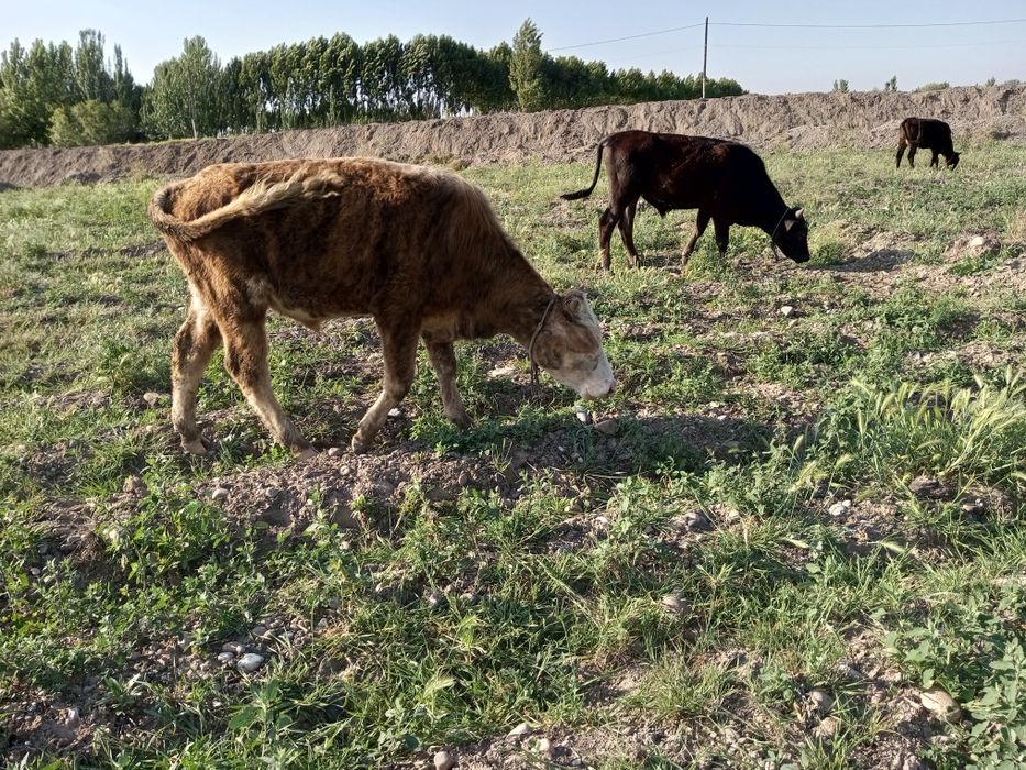 Tadbirkor akalarimizga bosvoradigan joyi