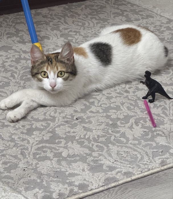 Отдам в хорошие руки