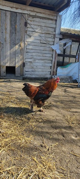 Петух брама орпингтон