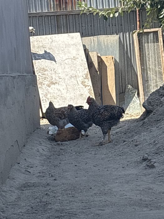 Балапандар сатылады багасын келсеміз