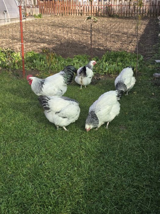 De vanzare familie sussex si new hampshire