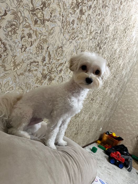 Продам собачку Мальтипу