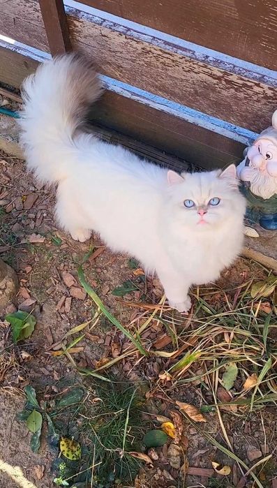 Fetita British Longhair alba cu ochi albastri superba