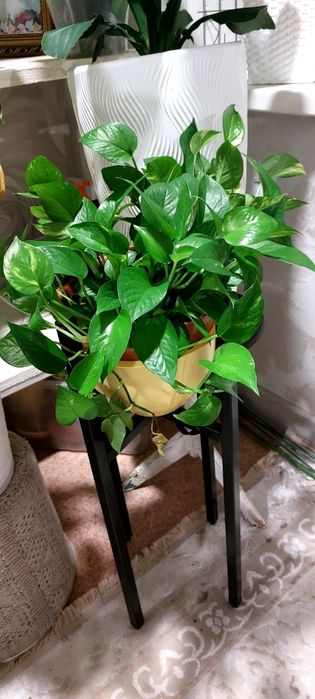 Продам цветы комнатные